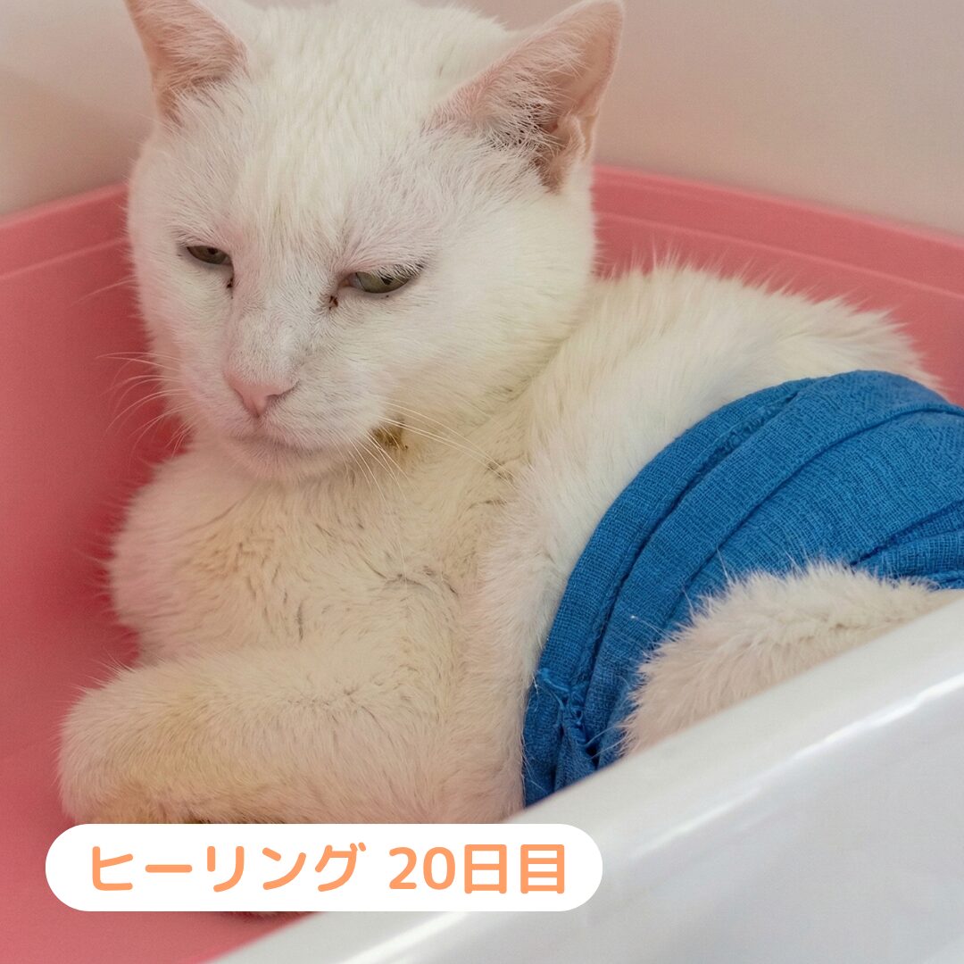 はるきさん 施術3週間後