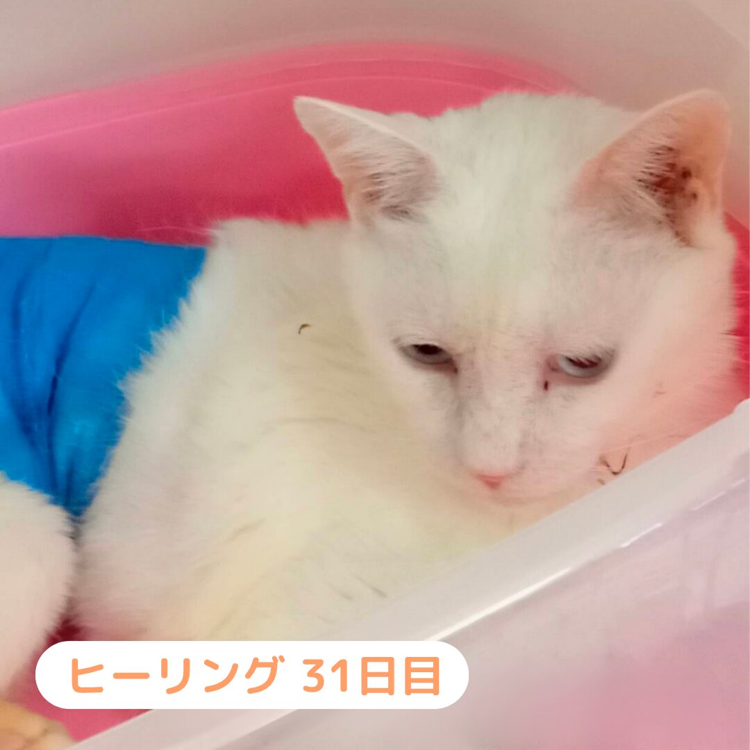 はるきさん 施術1ヶ月後