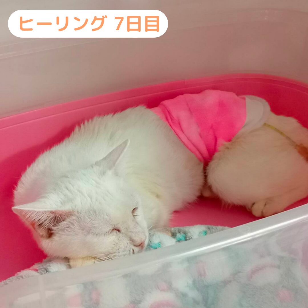 はるきさん 施術1週間後