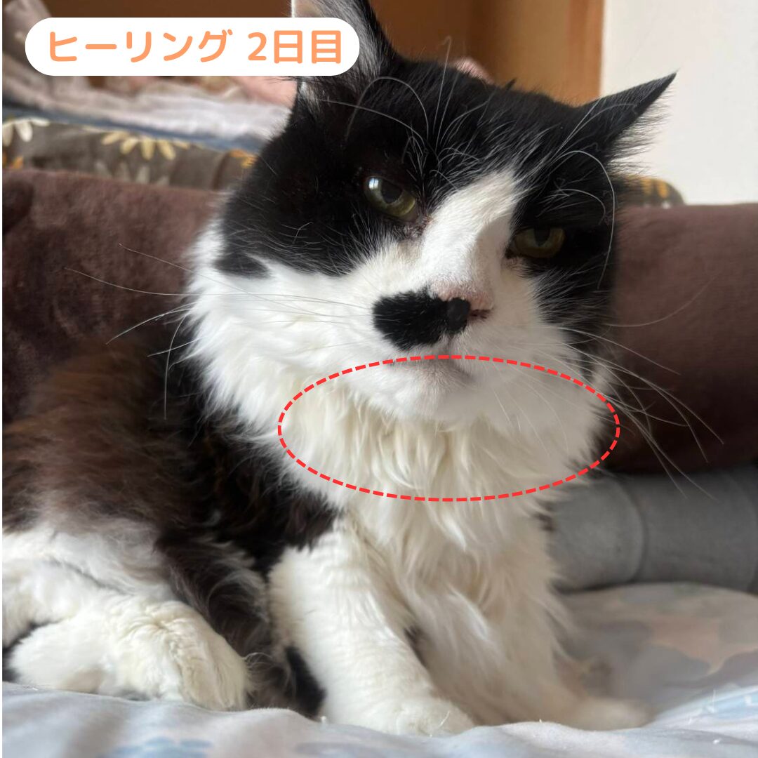 うにさん 施術2日目