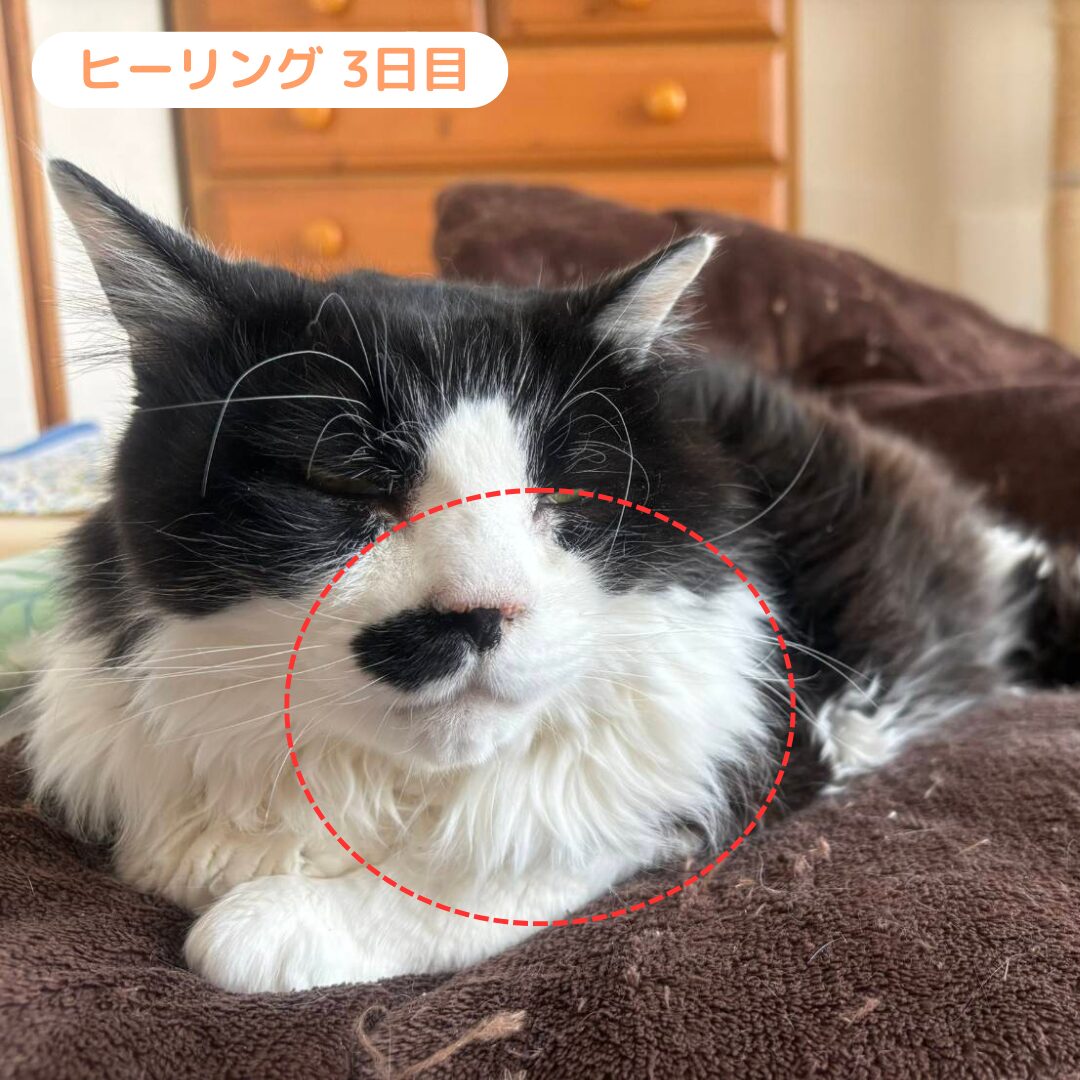 うにさん 施術3日目