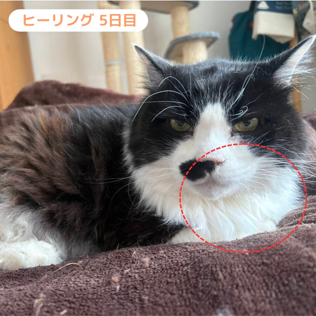 うにさん 施術5日目